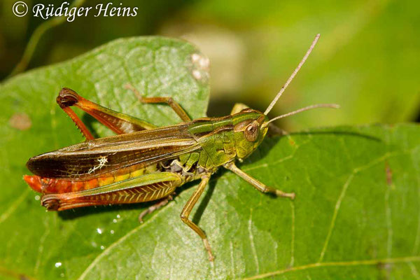 Stenobothrus lineatus (Heidegrashüpfer) Männchen, 12.9.2017