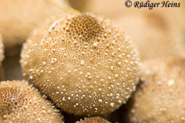Lycoperdon perlatum (Flaschen-Stäubling), 21.10.2024