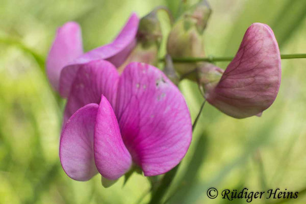 Lathyrus latifolius (Breitblättrige Platterbse)