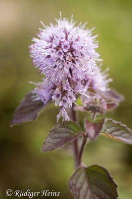 Mentha aquatica (Wasserminze), 5.8.2023