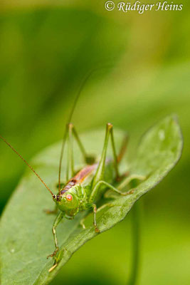 Conocephalus dorsalis (Kurzflügelige Schwertschrecke) Weibchen, 22.9.2017