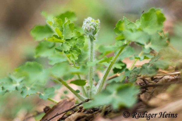 Chelidonium majus (Schöllkraut), 26.4.2022