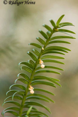 Europäische Eibe (Taxus baccata) männliche Blüte, 18.3.2021 - Makroobjektiv 180mm f/3,5 