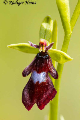 Ophrys insectifera (Fliegen-Ragwurz), 7.6.2013