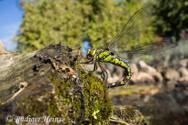 Aeshna cyanea, Blaugrüne Mosaikjungfer, Eiablage