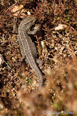 Lacerta agilis (Zauneidechse), 22.3.2017