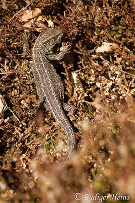 Lacerta agilis (Zauneidechse)