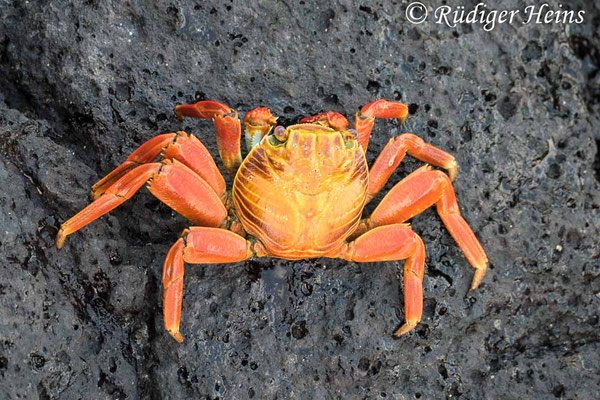 Grapsus grapsus (Rote Klippenkrabbe)