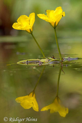 Nymphoides peltatum (Seekanne)