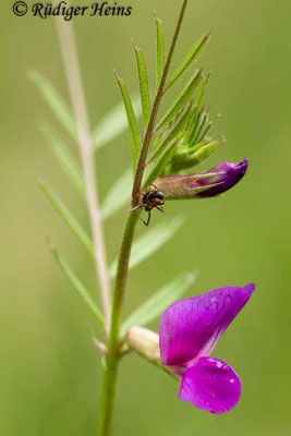 Vicia sativa (Futterwicke)