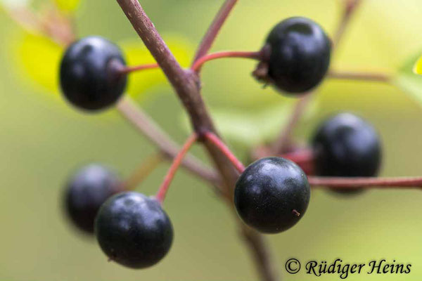 Rhamnus frangula (Faulbaum), 19.7.2023