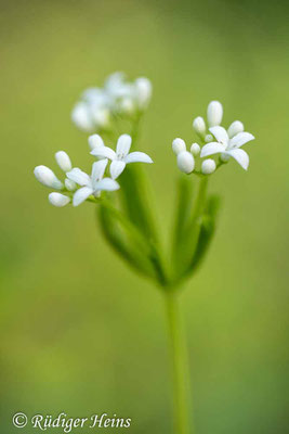 Galium odoratum (Waldmeister), 8.5.2020