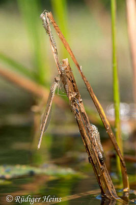 Sympecma fusca (Gemeine Winterlibelle) Männchen frisch geschlüpft, 27.7.2019