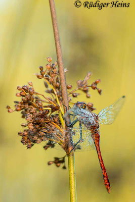 Sympetrum sanguineum (Blutrote Heidelibelle) Männchen, 15.7.2024