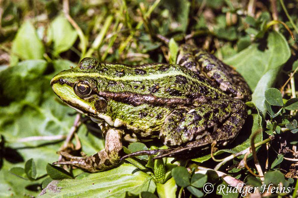 Pelophylax ridibundus (Seefrosch), 28.7.1991 (Scan vom Dia)