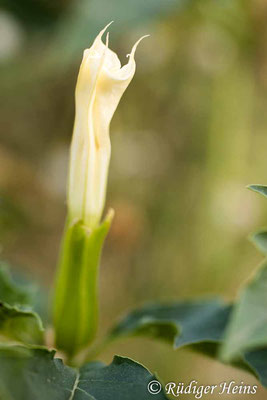 Datura stramonium (Gemeiner Stechapfel) ungeöffnete Blüte, 12.8.2020