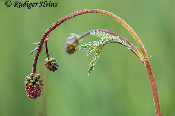 Sanguisorba minor (Kleiner Wiesenknopf)