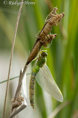 Anax imperator (Große Königslibelle) schlüpfendes Weibchen, 30.5.2023