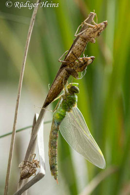 Anax imperator, Große Königslibelle, Weibchen beim Schlupf