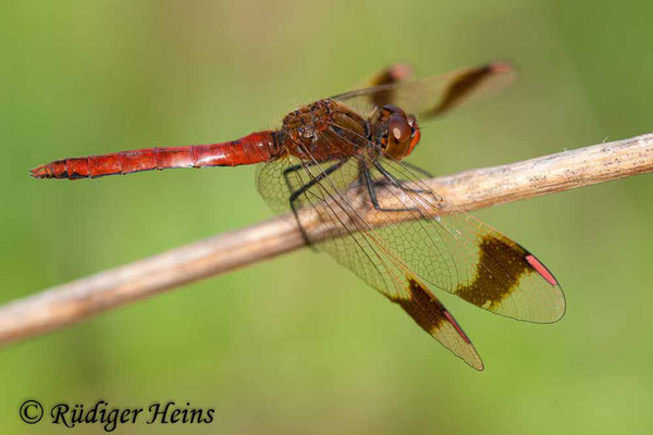 Sympetrum pedemontanum (Gebänderte Heidelibelle) Männchen, 9.8.2008