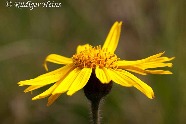 Arnica montana (Echte Arnika)