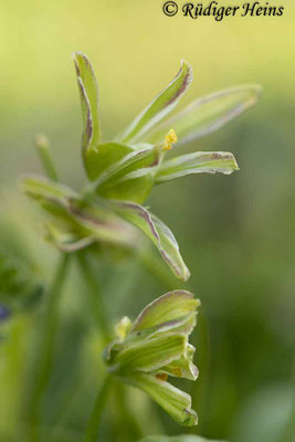 Gagea lutea (Wald-Gelbstern), 9.4.2020