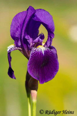 Iris germanica (Deutsche Schwertlilie), 6.5.2016