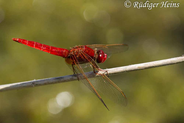 Crocothemis erythraea, Feuerlibelle, Männchen
