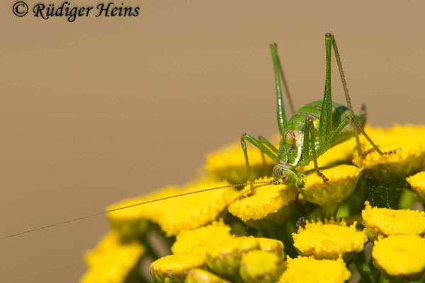 Gestreifte Zartschrecke (Leptophyes albovittata) Weibchen, 19.7.2024 - Makroobjektiv 180mm f/3.5