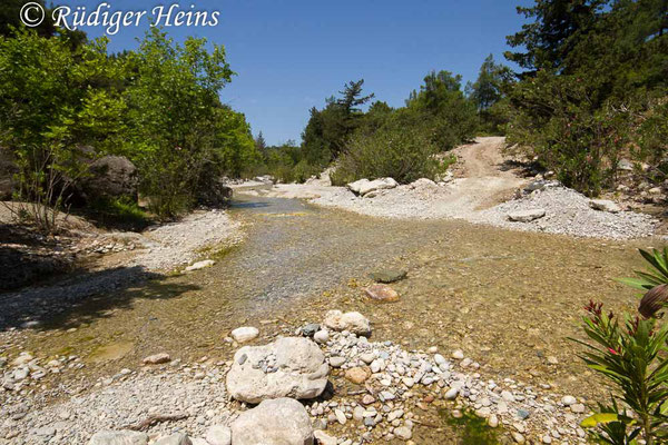 Orthetrum taeniolatum (Zierlicher Blaupfeil) Habitat auf der Insel Rhodos, 15.5.2015