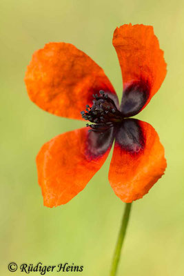 Papaver argemone (Sand-Mohn), 21.6.2015