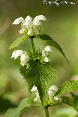 Lamium album (Weiße Taubnessel), 13.5.2019