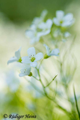 Cardamine amara (Bitteres Schaumkraut), 12.5.2019