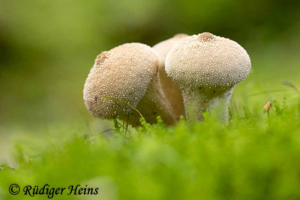 Flaschenbovist (Lycoperdon perlatum), 28.10.2023 - Makroobjektiv 100mm f/2.8