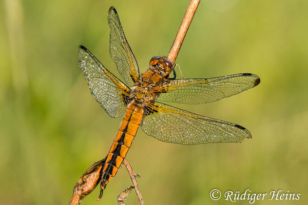 Libellula fulva, Spitzenfleck, Weibchen