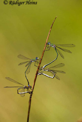 Lestes virens (Kleine Binsenjungfer) Eiablage, 16.8.2018