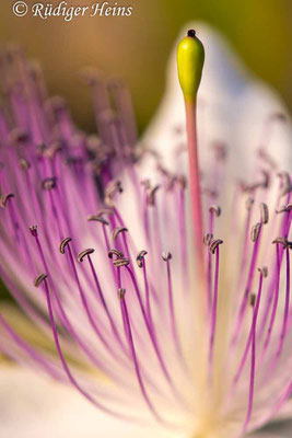 Echter Kapernstrauch (Capparis spinosa), 24.5.2022 - Makroobjektiv 180mm f/3.5