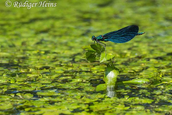 Blauflügel-Prachtlibelle (Calopteryx virgo) Männchen, 24.6.2023 - Makroobjektiv 180mm f/3.5