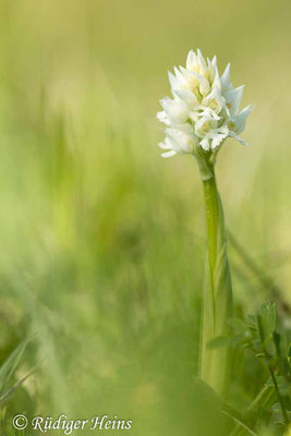 Neotinea tridentata (Dreizähniges Knabenkraut), 29.4.2024