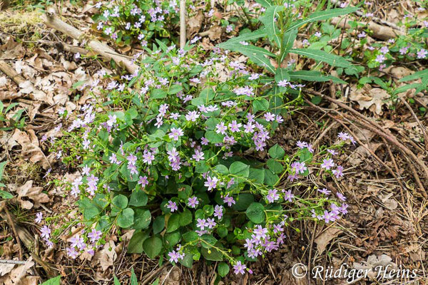 Claytonia sibirica (Sibirisches Tellerkraut), 25.5.2020