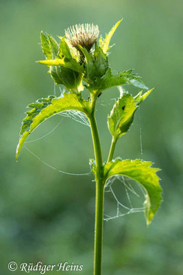 Cirsium oleraceum (Kohl-Kratzdistel), 30.7.2023