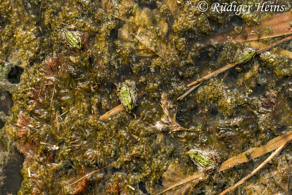 Pelophylax kl. esculentus (Teichfrosch), 19.9.2020