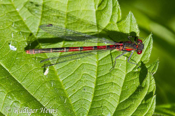 Pyrrhosoma nymphula (Frühe Adonislibelle) Weibchen, 29.5.2020