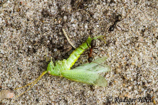 Meconema thalassinum (Gemeine Eichenschrecke) Ameisenbeute, 18.8.2020