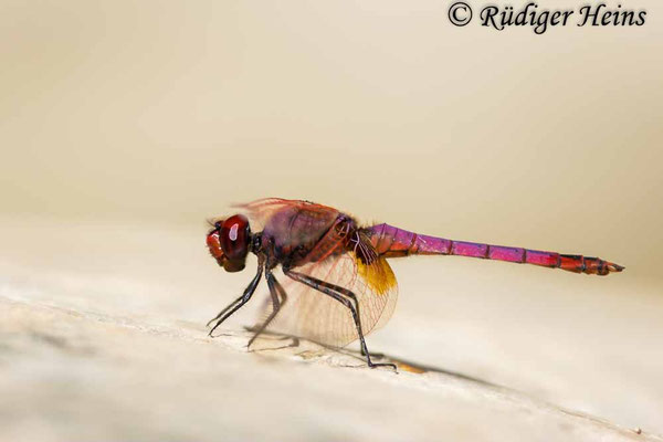 Trithemis annulata (Violetter Sonnenzeiger) Männchen