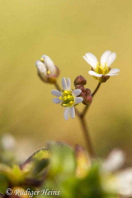 Draba verna (Frühlings-Hungerblümchen), 6.4.2020