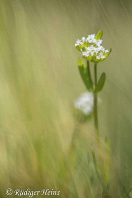 Valerianella locusta, Gewöhnlicher Feldsalat