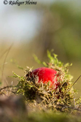 Amanita muscaria (Fliegenpilz), 17.9.2020