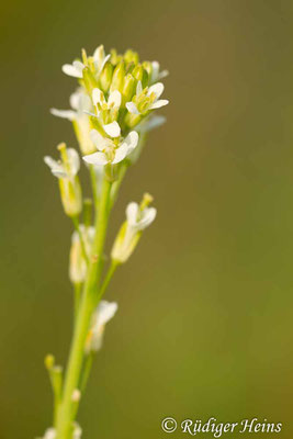 Arabis glabra (Turmkraut), 18.6.2019