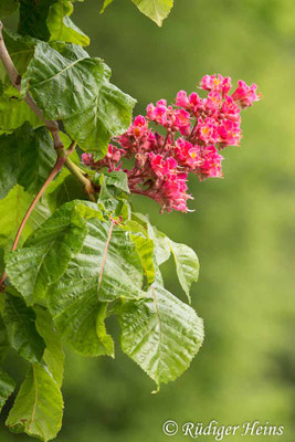 Aesculus carnea (Rotblühende Roßkastanie), 20.5.2019